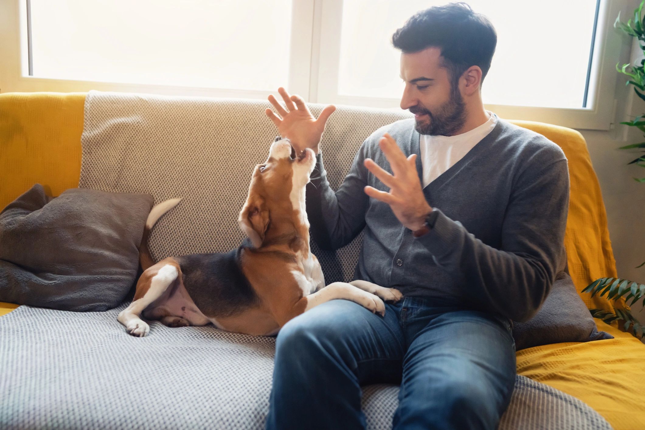 Man checking in on a dog at home on a sofa