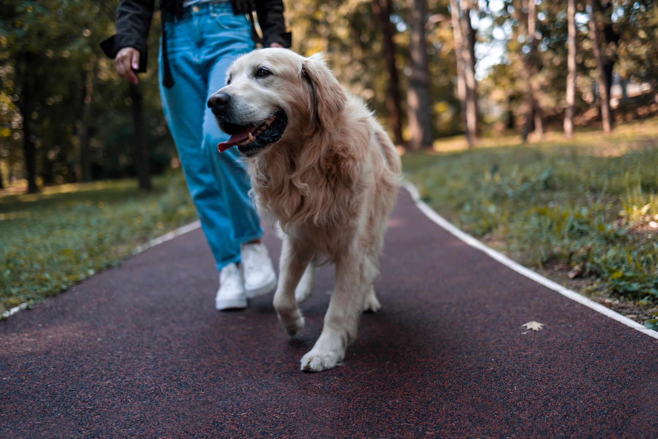 Woman walking with her dog along a forest path